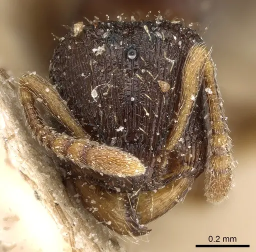 Tetramorium simillimum specimen CASENT0281192 image casent0281192_2