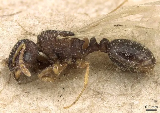 Tetramorium simillimum specimen CASENT0281192 image casent0281192_3