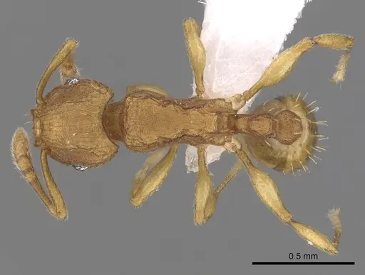 Tetramorium simillimum specimen CASENT0316955 image casent0316955_1