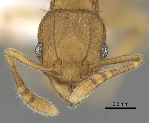 Tetramorium simillimum specimen CASENT0316955 image casent0316955_2