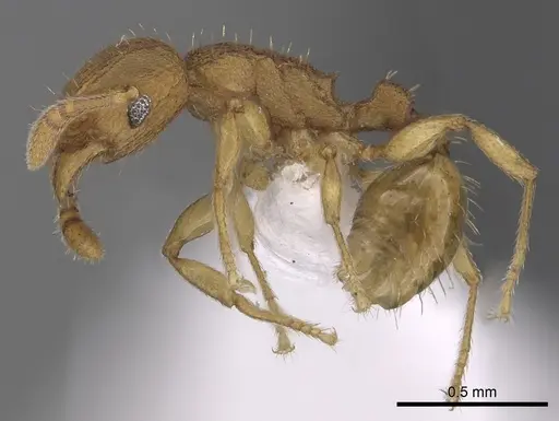 Tetramorium simillimum specimen CASENT0316955 image casent0316955_3