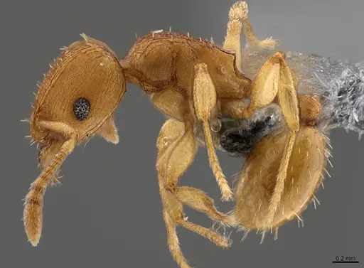 Tetramorium simillimum specimen CASENT0365915 image casent0365915_1