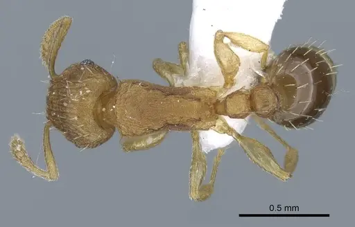 Tetramorium simillimum specimen CASENT0740793 image casent0740793_1