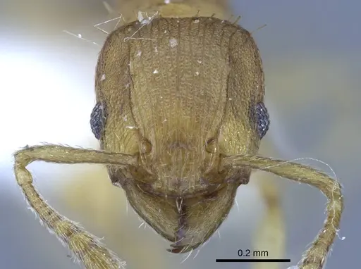 Tetramorium simillimum specimen CASENT0740793 image casent0740793_2