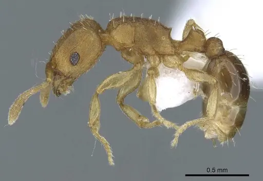 Tetramorium simillimum specimen CASENT0740793 image casent0740793_3
