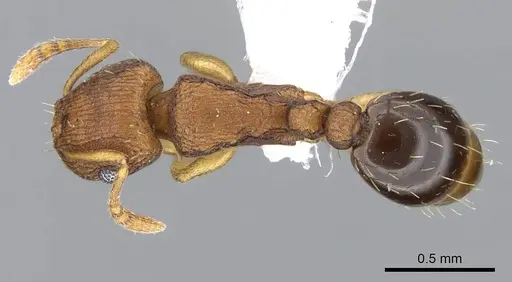 Tetramorium simillimum specimen CASENT0746627 image casent0746627_1