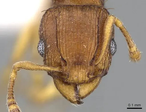 Tetramorium simillimum specimen CASENT0746627 image casent0746627_2