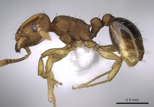 Tetramorium simillimum specimen CASENT0746627 image casent0746627_3