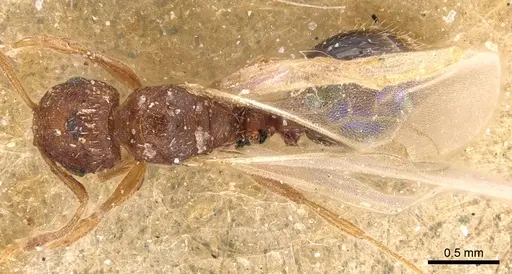 Tetramorium simillimum specimen CASENT0904832 image casent0904832_1