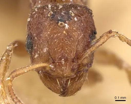 Tetramorium simillimum specimen CASENT0904832 image casent0904832_2