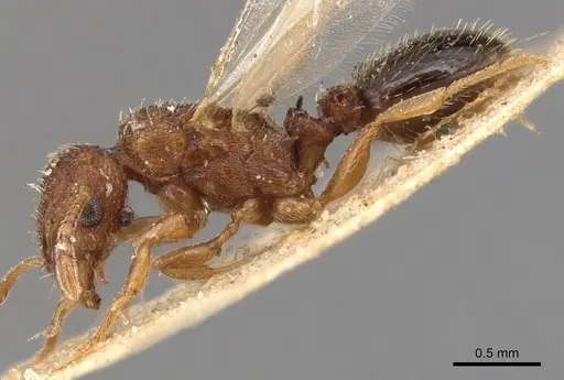 Tetramorium simillimum specimen CASENT0904832 image casent0904832_3