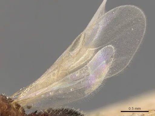 Tetramorium simillimum specimen CASENT0904832 image casent0904832_4