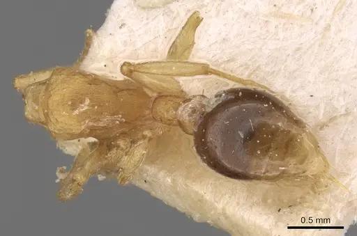 Tetramorium simillimum specimen CASENT0906125 image casent0906125_1