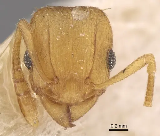 Tetramorium simillimum specimen CASENT0906125 image casent0906125_2