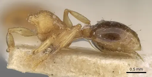 Tetramorium simillimum specimen CASENT0906125 image casent0906125_3
