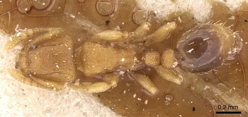 Tetramorium simillimum specimen CASENT0906137 image casent0906137_1