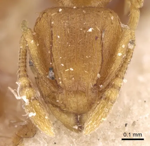 Tetramorium simillimum specimen CASENT0906137 image casent0906137_2