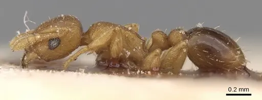 Tetramorium simillimum specimen CASENT0906137 image casent0906137_3