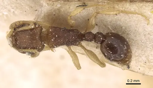 Tetramorium simillimum specimen CASENT0906138 image casent0906138_1