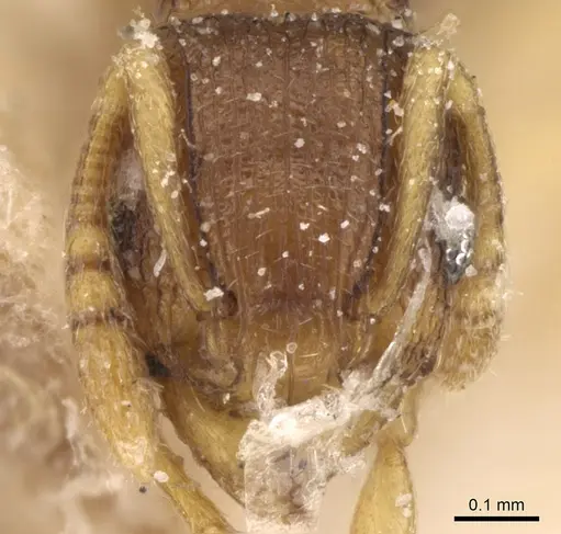 Tetramorium simillimum specimen CASENT0906138 image casent0906138_2
