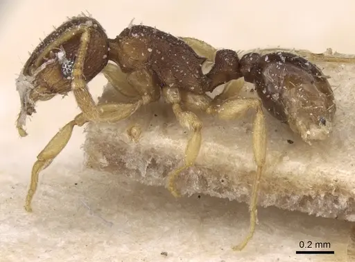 Tetramorium simillimum specimen CASENT0906138 image casent0906138_3