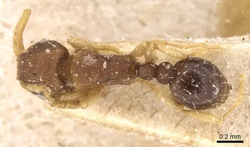 Tetramorium simillimum specimen CASENT0906139 image casent0906139_1