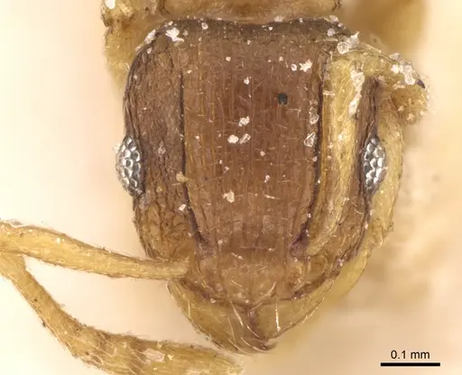 Tetramorium simillimum specimen CASENT0906139 image casent0906139_2