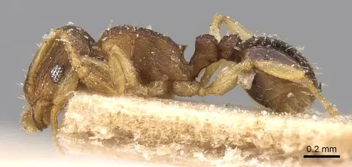 Tetramorium simillimum specimen CASENT0906139 image casent0906139_3