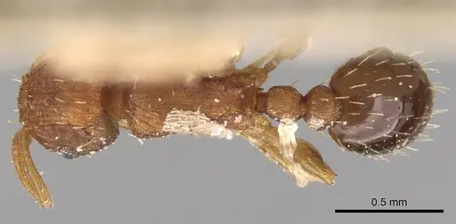 Tetramorium simillimum specimen CASENT0906140 image casent0906140_1