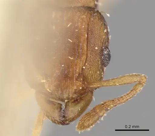 Tetramorium simillimum specimen CASENT0906140 image casent0906140_2