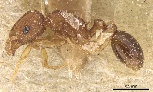 Tetramorium simillimum specimen CASENT0906140 image casent0906140_3