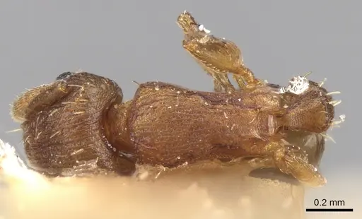 Tetramorium simillimum specimen CASENT0906141 image casent0906141_1