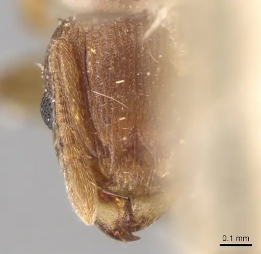 Tetramorium simillimum specimen CASENT0906141 image casent0906141_2