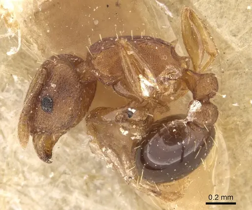 Tetramorium simillimum specimen CASENT0906141 image casent0906141_3
