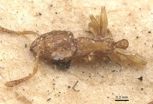 Tetramorium simillimum specimen CASENT0909115 image casent0909115_1