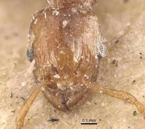 Tetramorium simillimum specimen CASENT0909115 image casent0909115_3