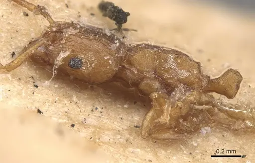 Tetramorium simillimum specimen CASENT0909115 image casent0909115_4