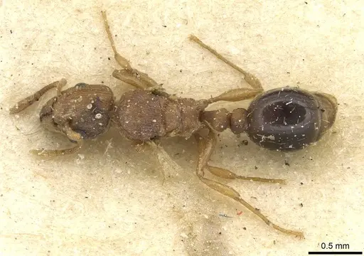 Tetramorium simillimum specimen CASENT0915079 image casent0915079_1