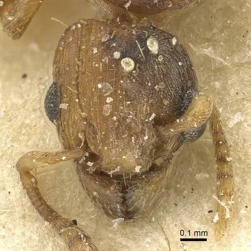 Tetramorium simillimum specimen CASENT0915079 image casent0915079_2