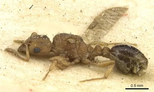 Tetramorium simillimum specimen CASENT0915079 image casent0915079_3