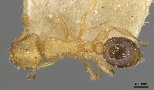 Tetramorium simillimum specimen CASENT0915080 image casent0915080_1