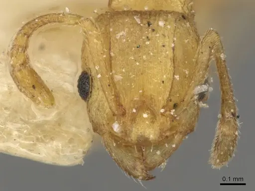 Tetramorium simillimum specimen CASENT0915080 image casent0915080_2