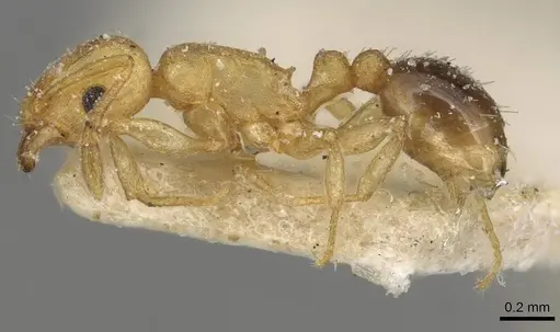 Tetramorium simillimum specimen CASENT0915080 image casent0915080_3