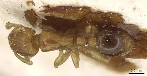 Tetramorium simillimum specimen CASENT0915081 image casent0915081_1