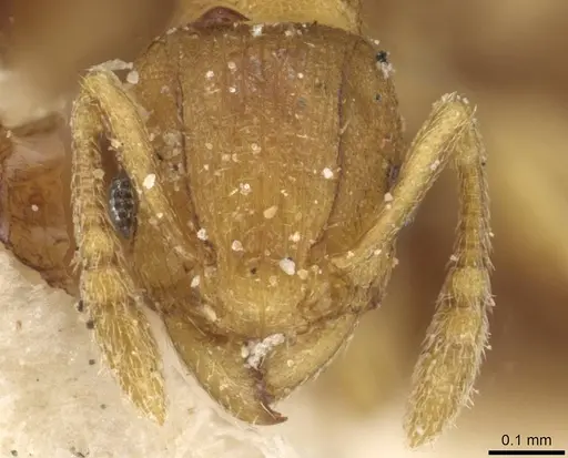 Tetramorium simillimum specimen CASENT0915081 image casent0915081_2