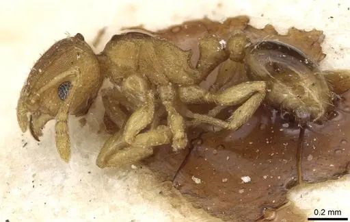 Tetramorium simillimum specimen CASENT0915081 image casent0915081_3