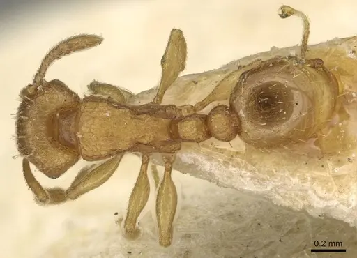 Tetramorium simillimum specimen CASENT0915082 image casent0915082_1