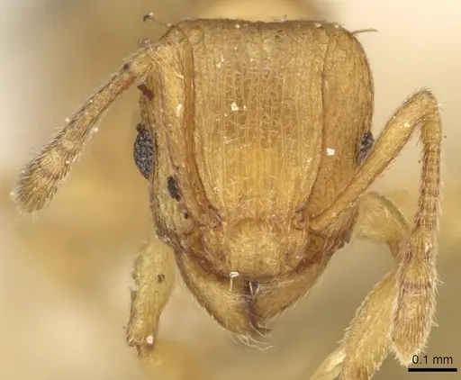 Tetramorium simillimum specimen CASENT0915082 image casent0915082_2