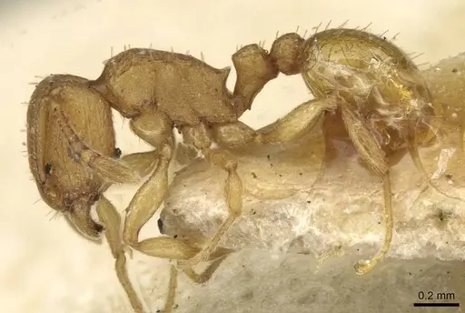 Tetramorium simillimum specimen CASENT0915082 image casent0915082_3