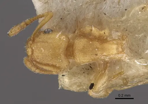 Tetramorium simillimum specimen CASENT0917835 image casent0917835_1